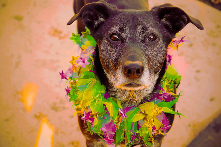 Easter Dog Smoocher - My Best Friend Furever