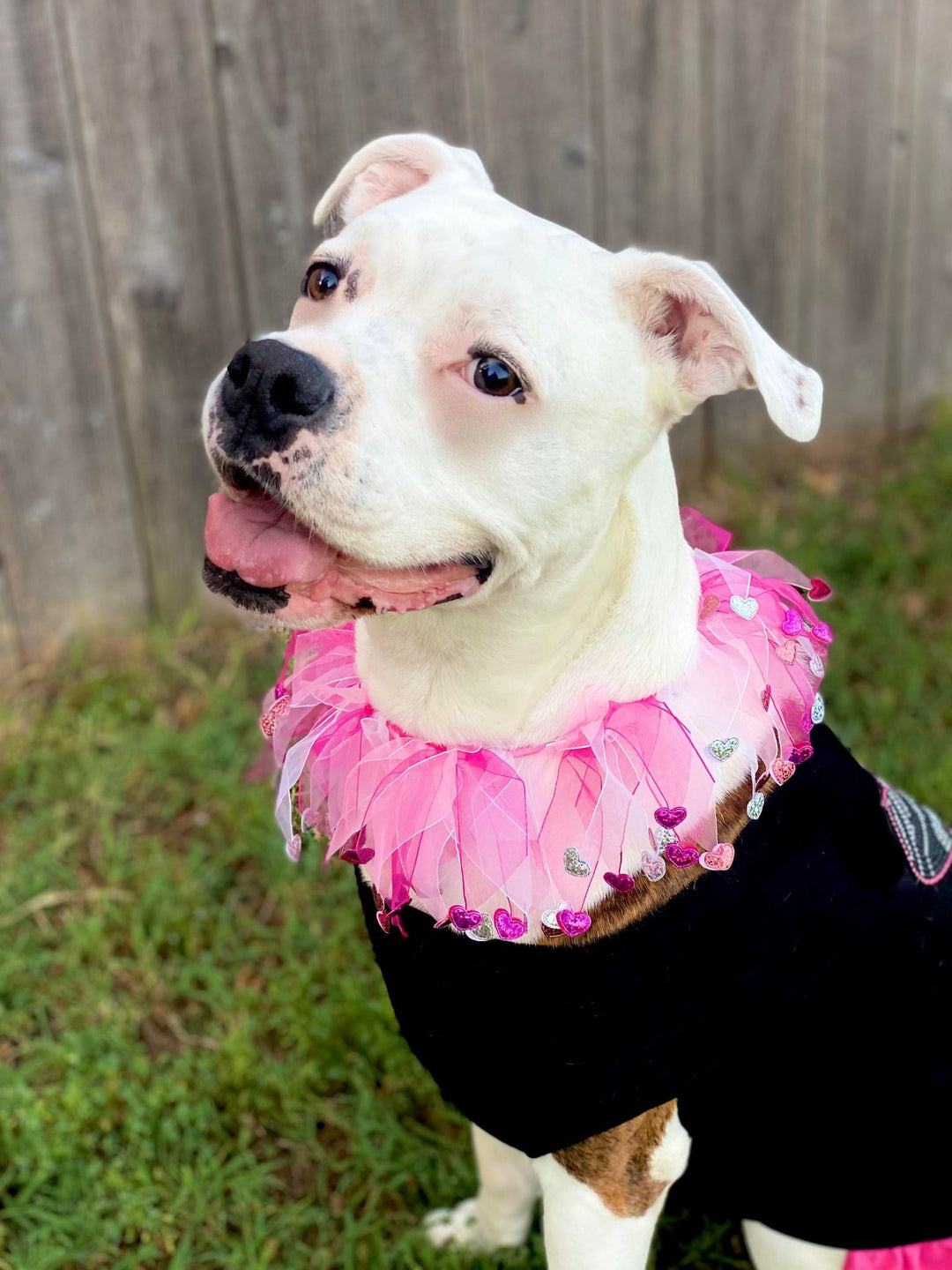 Mardi Gras Smoocher - My Best Friend Furever