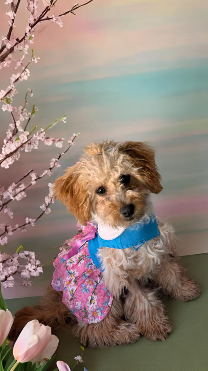 Pink and Blue Plumeria Floral Dog Dress - My Best Friend Furever