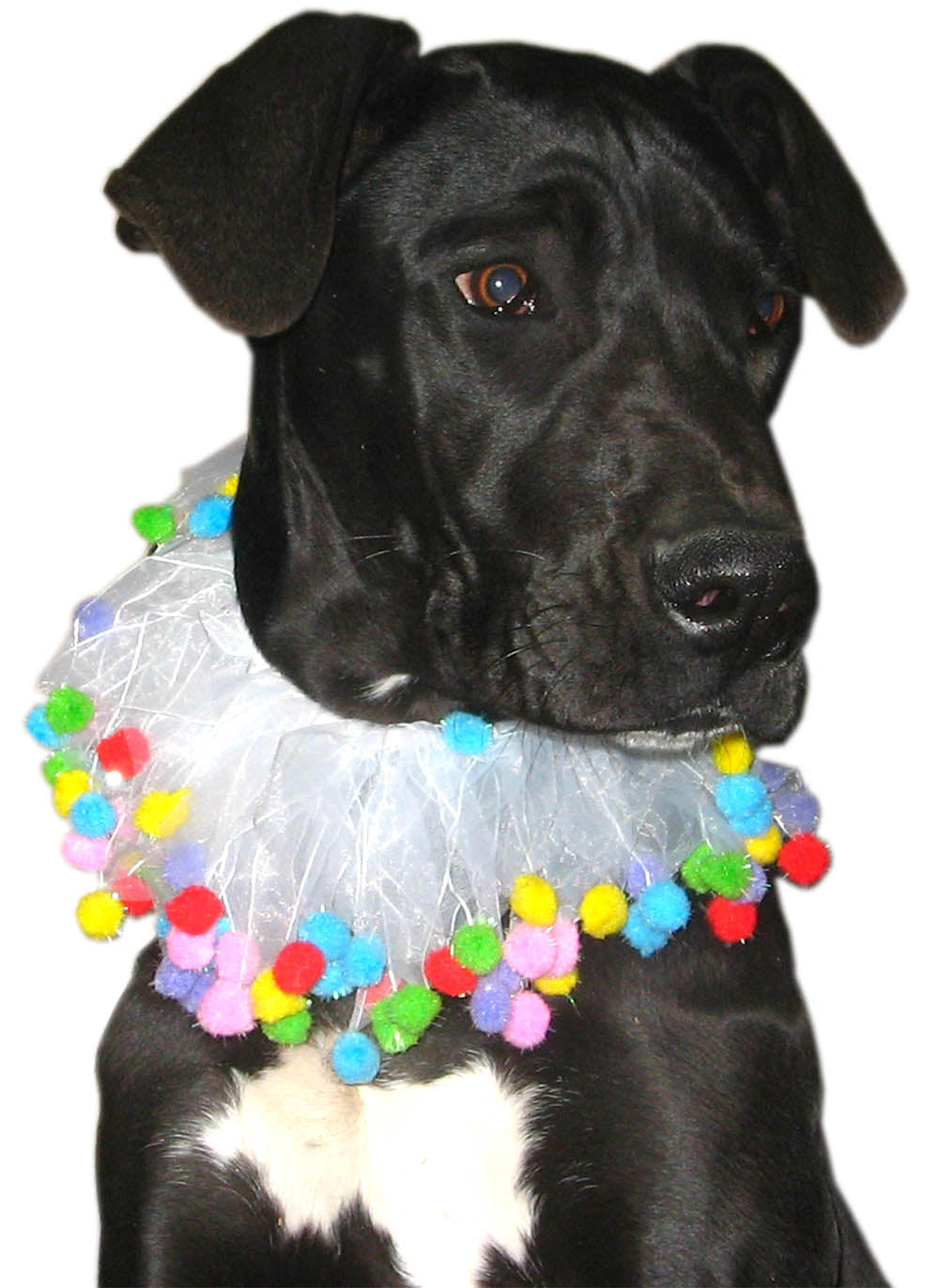 Easter Dog Smoocher - My Best Friend Furever