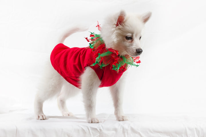 Christmas Smoocher - My Best Friend Furever