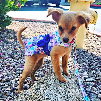 Purple Butterfly Dress - My Best Friend Furever