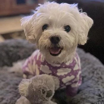 CuddlePup Dog Pajamas - Fluffy Clouds- Ultra-Soft Cotton for Cozy Snuggle Times - My Best Friend Furever