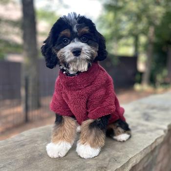 Ultra-Soft Plush Dog Pullover - Comfy & Cute Pet Sweater for All Sizes - My Best Friend Furever