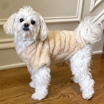 Ultra-Soft Plush Dog Pullover - Comfy & Cute Pet Sweater for All Sizes - My Best Friend Furever