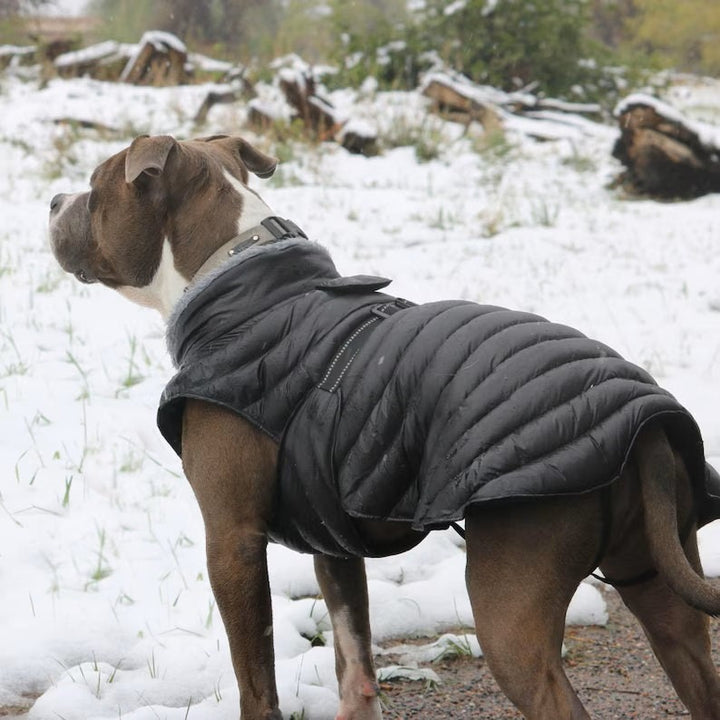Alpine Extreme Weather Puffer Coat for Adventurous Dogs - My Best Friend Furever